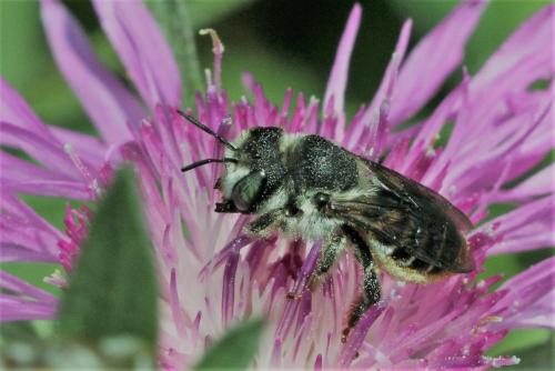 Lithurgus chrysurus